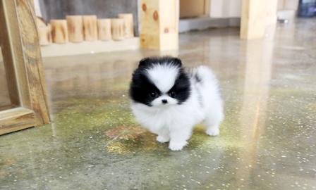 MINI POMERANIAN WELPEN MIT PAPIEREN