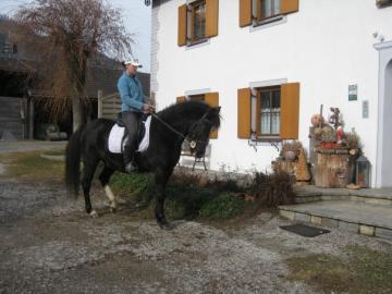 Lipizzaner-Quarter Horse sucht . . 