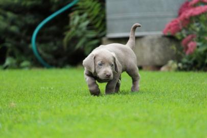 Weihnachten Labrador Babys mit Papieren