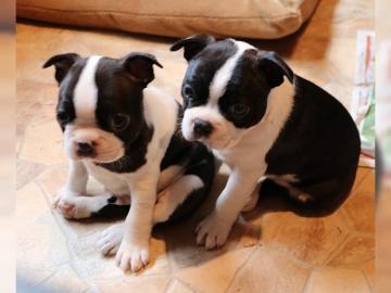 Boston Terrier Welpen VDH