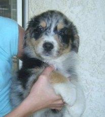 Weihnachten Australian Shepherd Babys mi