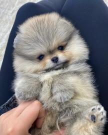 Pomeranian-Zwergwelpen WhatsApp-Nummer +