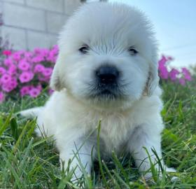 Gut ausgebildete Golden Retriever-Welpen