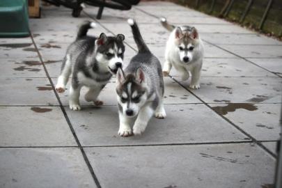 Siberian Husky Welpen