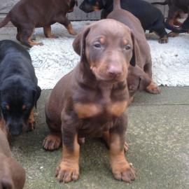 Stammbaum Chunky Dobermann-Welpen