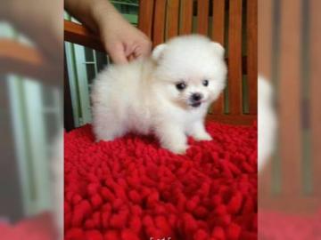 MINI Pomeranian SpitzBoo Welpe