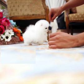 Mini Zwergspitz Pomeranian