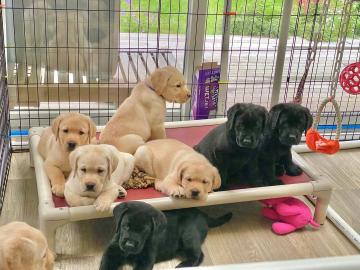 adorable labrador puppies