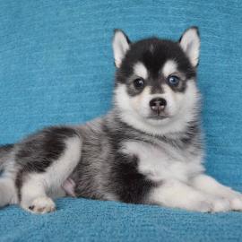 Weihnachten Pomsky Welpen mit Papieren w