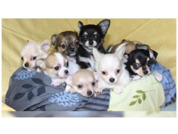 Liebevolles Mini Chihuahua Babys fur 285