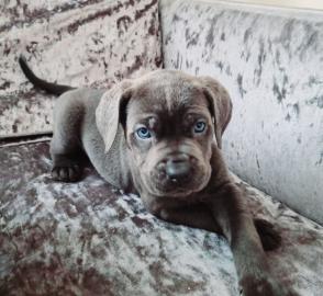 Cane Corso Welpen