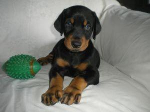 Dobermannwelpen fr ein neues Zuhause