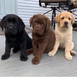 Labrador Welpen mit Papieren WhatsApp-Nu