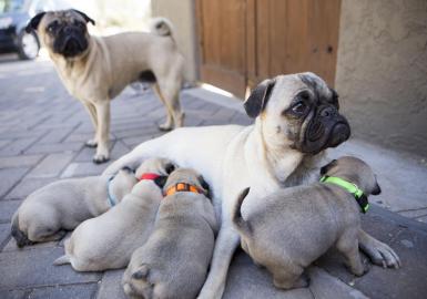 Die fantastischen vier reinrassige Mops