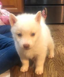 S?sse Siberian Husky Welpen