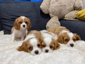 Wundersch?ne Cavalier King Charles Welpe