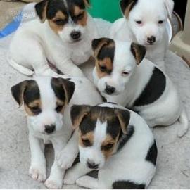 S??e Jack-Russell-Welpen