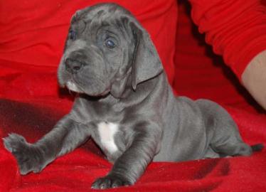 Neujahr Deutsche Doggen Welpen mit Papie