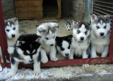 Super se Husky Babys in seltener Farbe