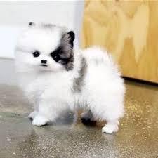 Mini Pomeranian Zwergspitz Boo Welpen