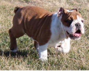 english bulldog puppy