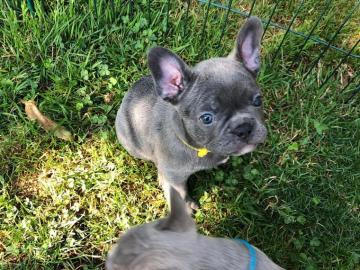 Franzsischen Bulldogge welpen