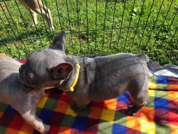 Franzsischen Bulldogge welpen