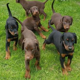 Neujahr Dobermann Welpen mit Papieren wh