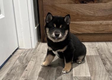 Wunderschn Shiba Inu welpen