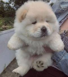 Chow-Chow-Welpen verfgbar WhatsApp-Numm