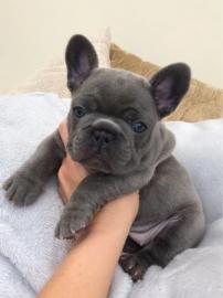 Franzsische Bulldogge Welpen Blue / Bla