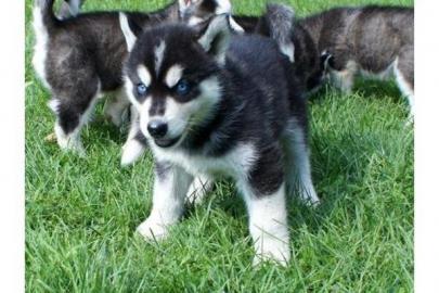 Neujahr Siberian Husky Welpen mit papier