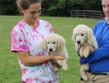 Stammbaum Golden Retriever Welpen Gesche