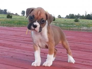 Boxer Welpen suchen neues Zuhause