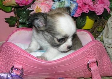 Super Se Mini Chihuahua Welpen xxs