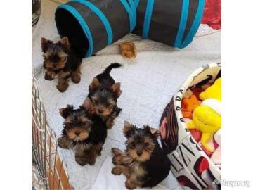 mini Yorkshire Terrier Ahnentafel Welpen