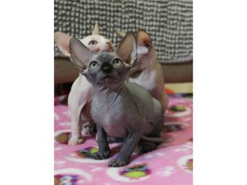 sphynx Kurzhaark?tzchen whatsapp nummer