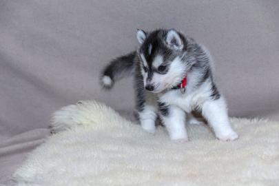 Voll AKC registrierte Siberian Husky Wel