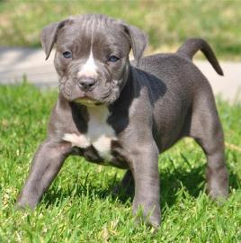 American Pit Bull Blueline