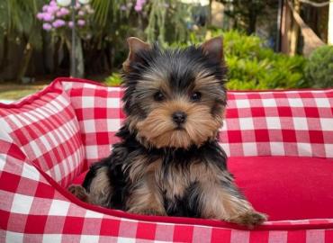 Yorkshire Terrier Welpen