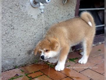 Akita Inu Hndin mit Zucht- und Showpote