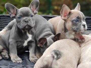 Franz?sische Bulldogge Welpen