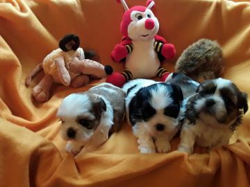 Reinrassige Shi Tzu Welpen