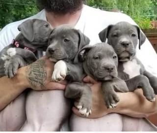 Ich habe 10 Pitbull-Welpen, die 9 Wochen