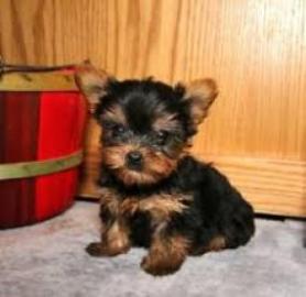 Yorkshire Terrier Welpe