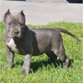 Wunderschne American XXL Bully Welpen