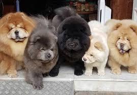 Chow Chow Welpen whatsapp nummer +436811