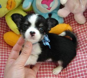 Super Se Mini Chihuahua Welpen xxs