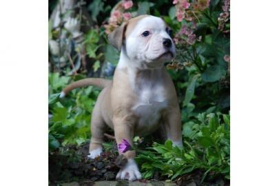 American Bulldog Welpen 8 Wochen