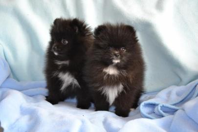 Wunderschne reinrassige Pomeranian Baby